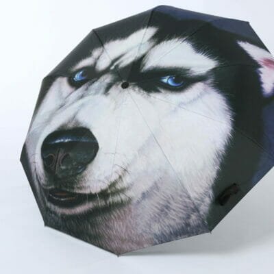 Husky umbrella led on the floor